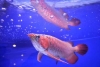 Beautiful-Arowana-Fishes-for-Sale