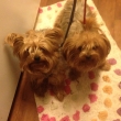STOLEN-YORKIES