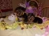 Magnificent-Yorkie-puppies-available-now